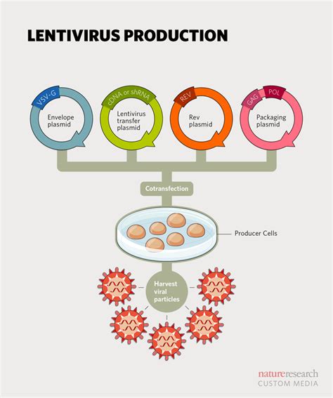 production of lentiviral vectors.